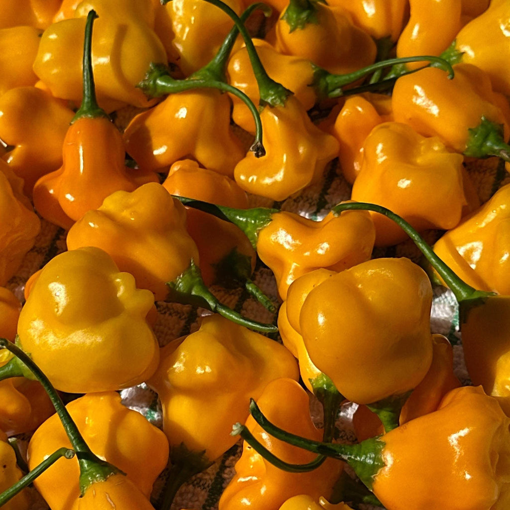 Aji Fantasy Orange -   20+ Pepper Seeds