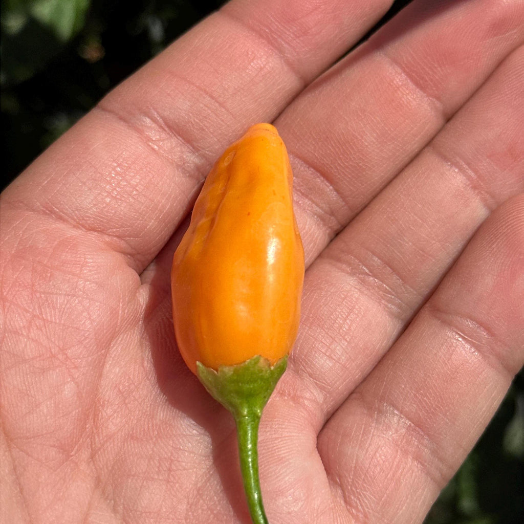 Big Inca Orange Drop F3 Pepper Seeds -   20+ Pepper Seeds