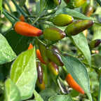 Tree Habanero Pepper Seeds - 20+ Hot, Open Pollinated Seeds