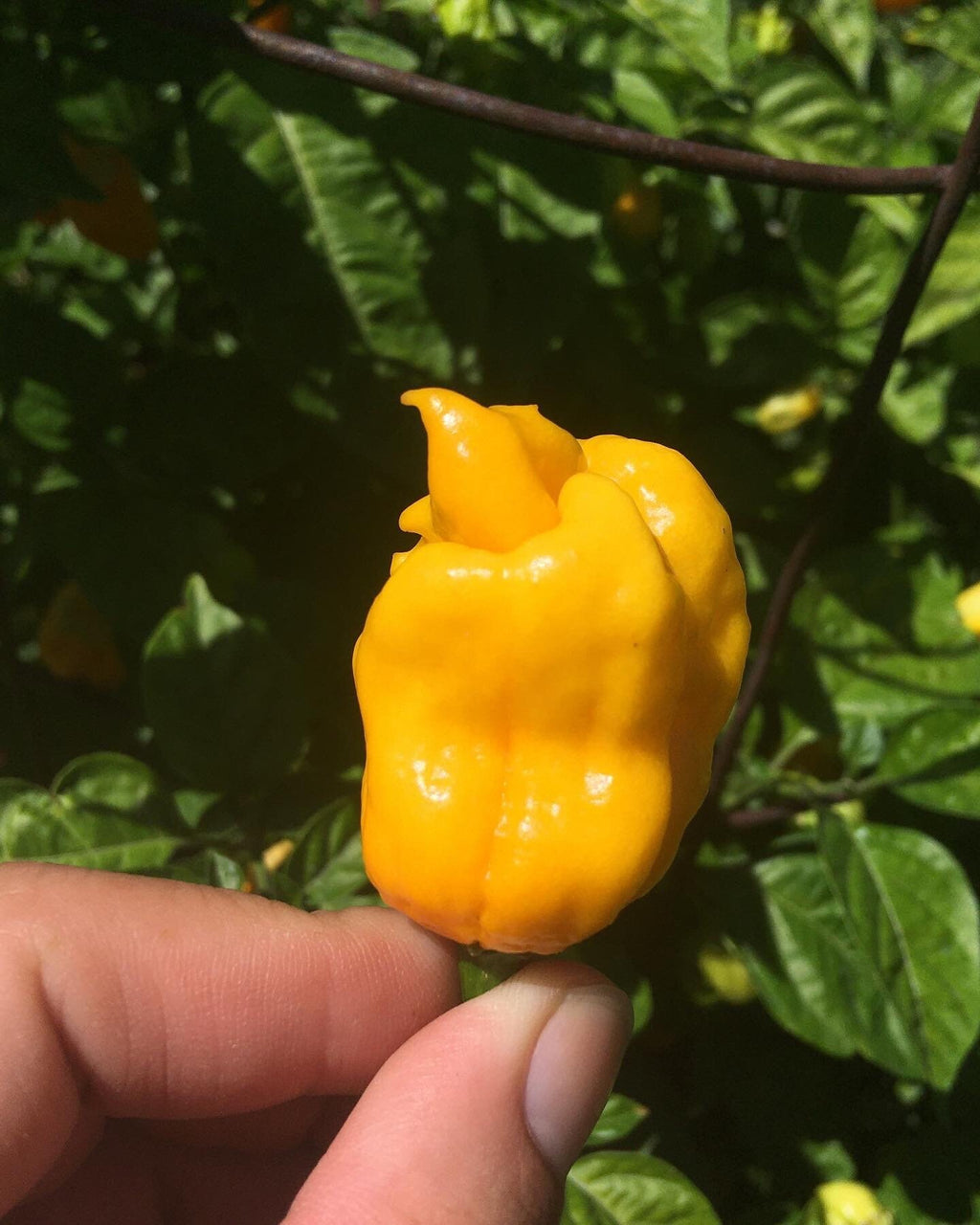 Yellow Moruga  Cross Pepper Seeds  -  20+ Hot Pepper Seeds