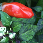 Variegated Jigsaw Pepper Seeds -   20+ Pepper Seeds