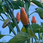 Tree Habanero Pepper Seeds - 20+ Hot, Open Pollinated Seeds