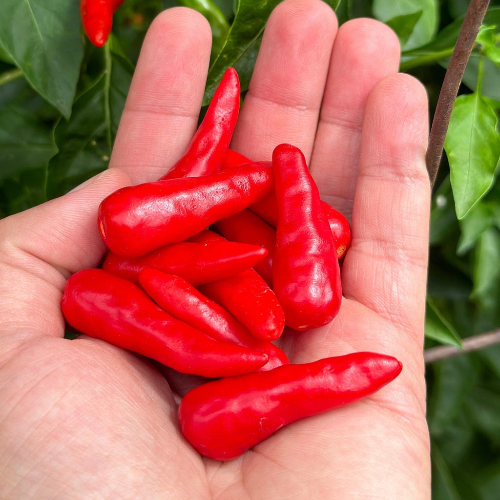 Wild Brazil Cross F2 Seeds - Hot Pepper Variety (20+ Seeds)