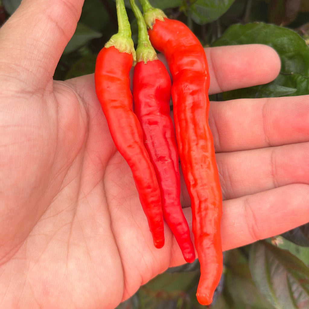 Red Long Baccatum Pepper Seeds – 20+ Open Pollinated Seeds