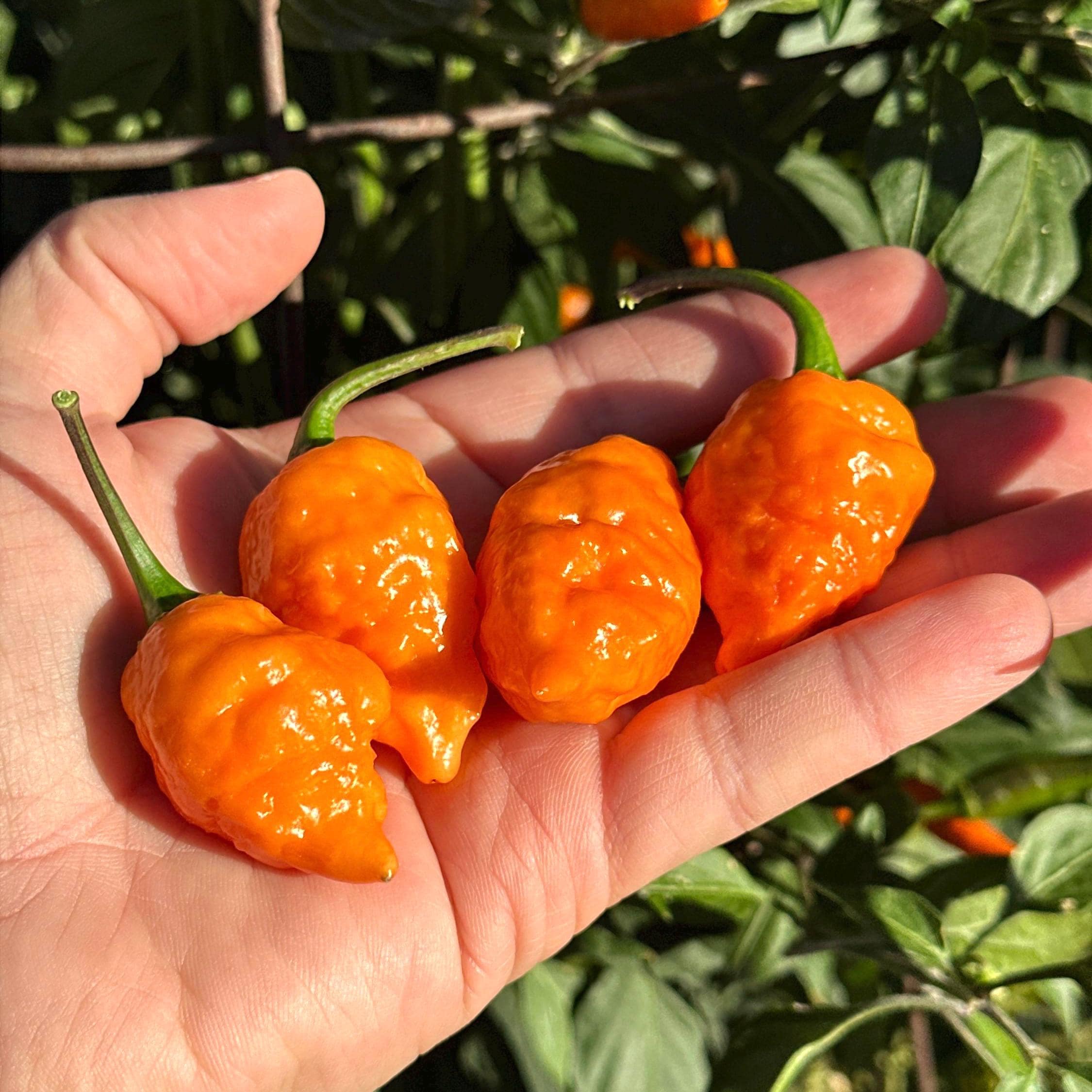 Orange Chicken F6 Pepper Seeds - 20+ Hot Pepper Seeds – Mike's