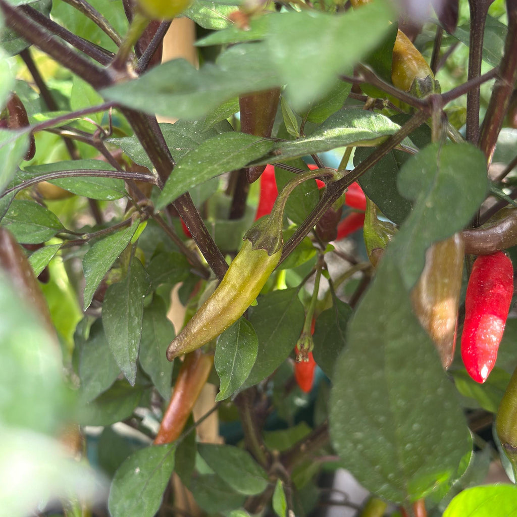 Dreamcatcher X Bleeding Rawit NB -   20+ Pepper Seeds