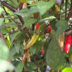 Dreamcatcher X Bleeding Rawit NB -   20+ Pepper Seeds