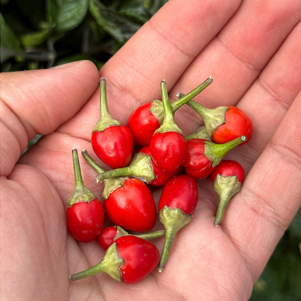 Filius Blue Pepper Seeds: Colorful Hot Peppers (20+ Seeds)