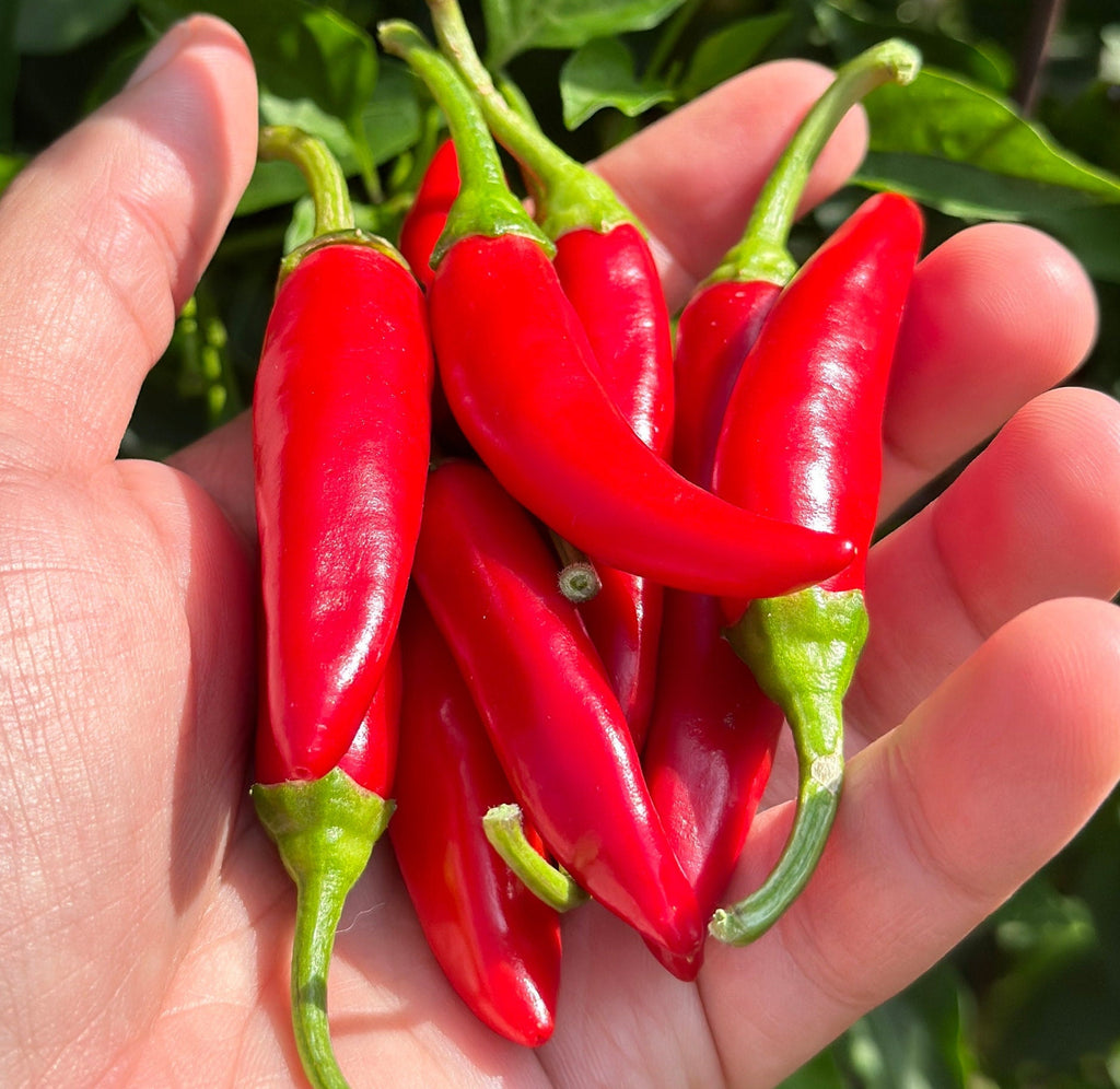 Purple StarrScream Cross Pepper Seeds - 20+ Pepper Seeds