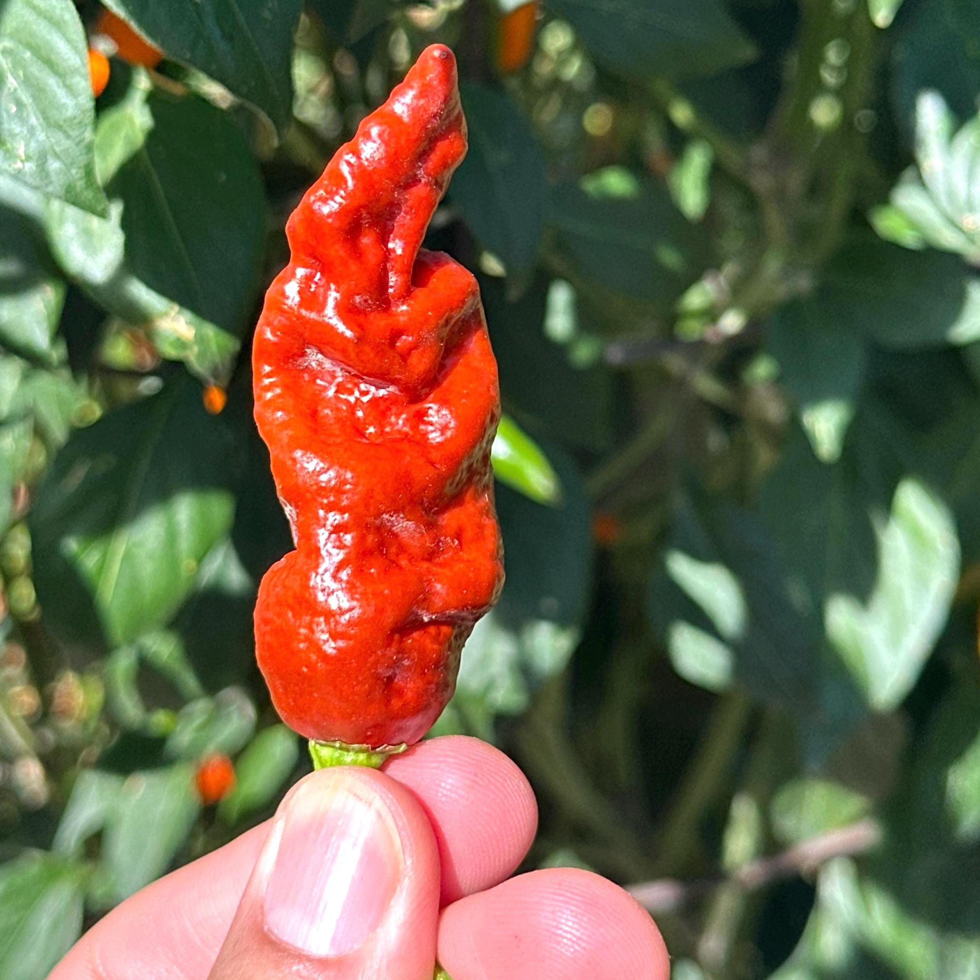 Svarog Chocolate F3 Pepper Seeds - 20+ Super Hot