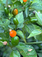 Wild Brazil Orange Seeds - Hot Pepper Variety (20+ Seeds)