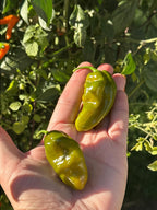 Green Ghost Pepper Seeds - 20+ Super Hot Seeds
