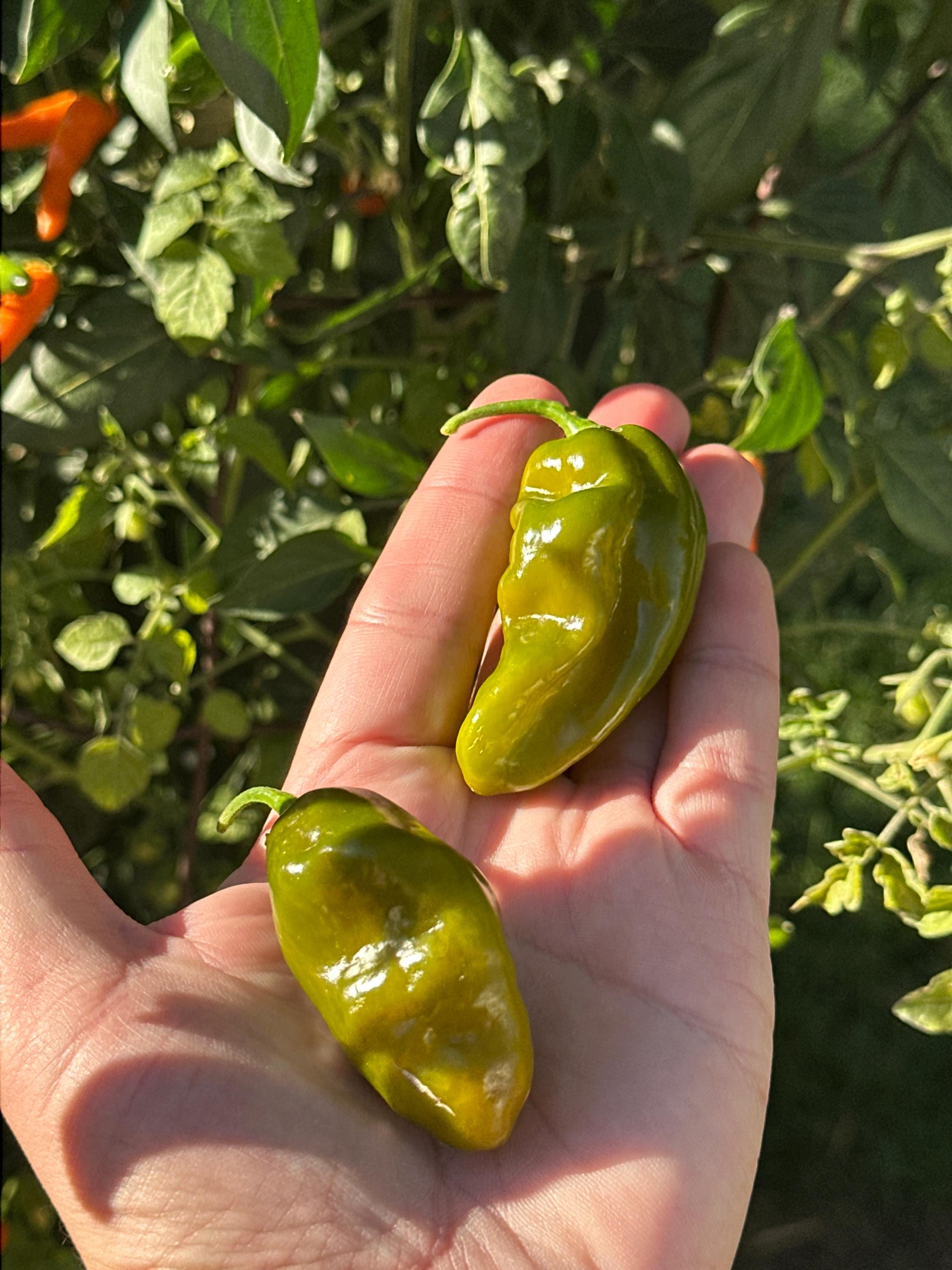 Green Ghost Pepper Seeds - 20+ Super Hot Seeds