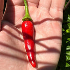 Wild Brazil Cross F2 Seeds - Hot Pepper Variety (20+ Seeds)