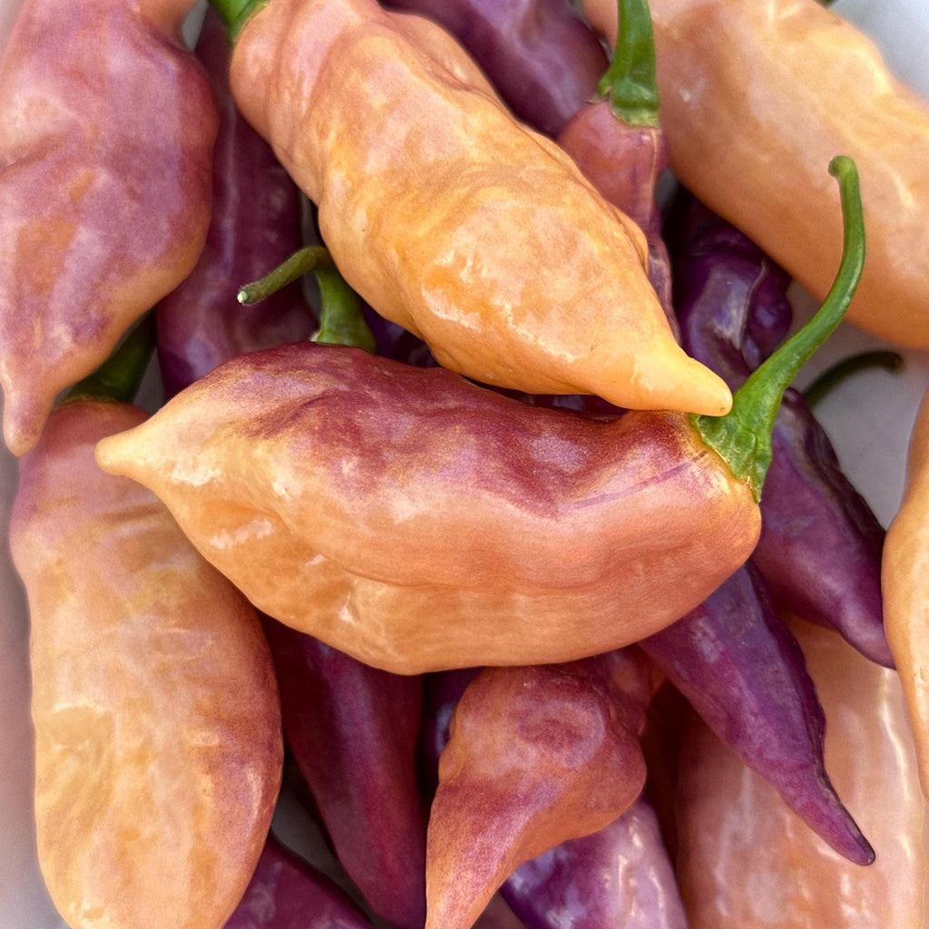 Amethyst Fire Pepper Seeds  -  20+ Pepper Seeds