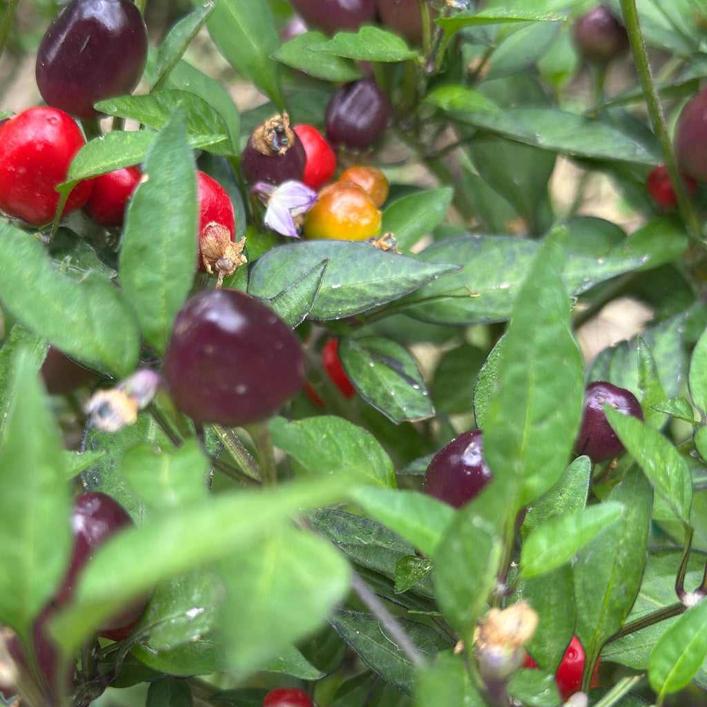 Filius Blue Pepper Seeds: Colorful Hot Peppers (20+ Seeds)