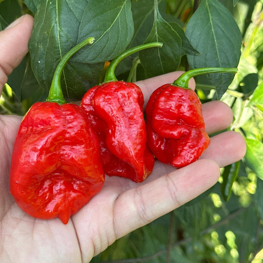 Jamaican Habanero Cross F3 Pepper Seeds - 20+ Hot Seeds