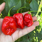 Jamaican Habanero Cross F3 Pepper Seeds - 20+ Hot Seeds