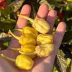 White 7 Pot Bubblegum Pepper Seeds -   20+ Hot Pepper Seeds