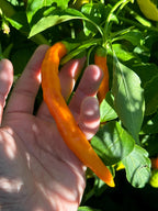 Sili-A-Top Pepper Seeds -   20+ Pepper Seeds