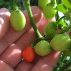 Aji Charapita Cross Red Pepper Seeds  -  20+ Hot Pepper Seeds