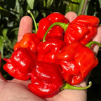 Reaper Smooth F2 Pepper Seeds - (20+ Super Hot Pepper Seeds
