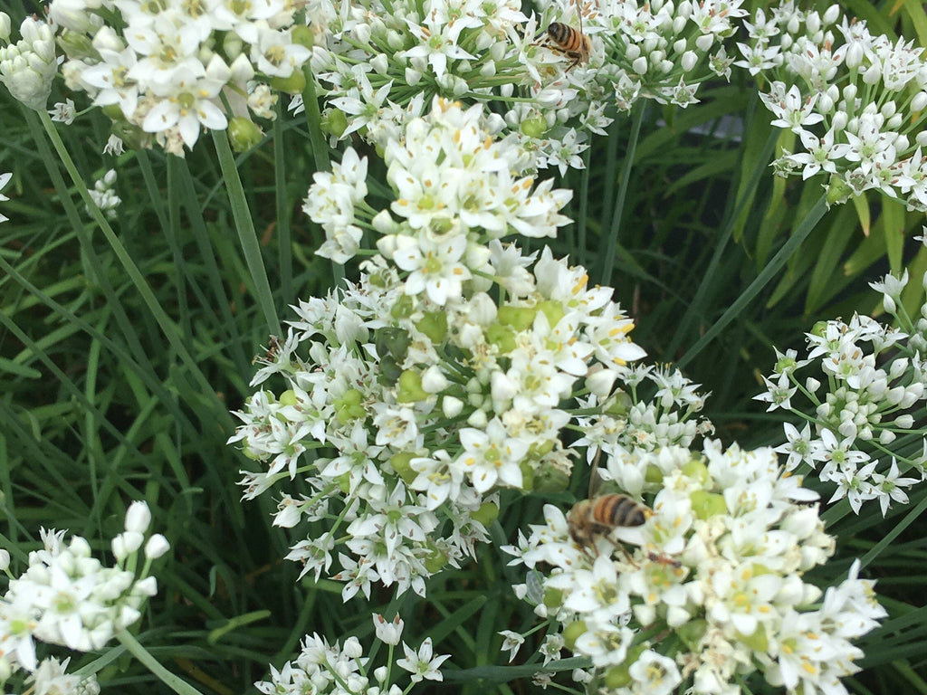 Garlic Chive Seeds: Open Pollinated, Attracts Bees (100+ Seeds)