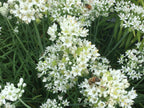 Garlic Chive Seeds: Open Pollinated, Attracts Bees (100+ Seeds)
