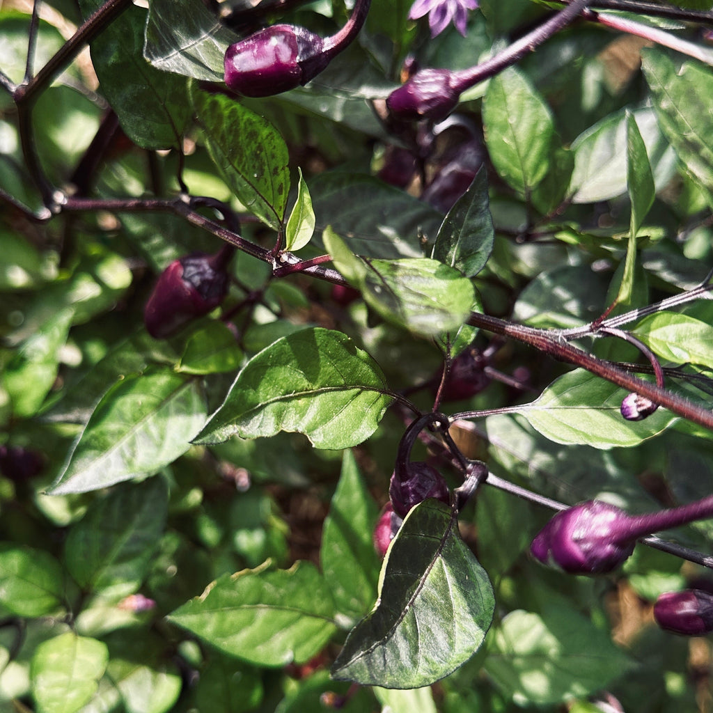 Black Tongue Scorpion Pepper -   20+ Pepper Seeds