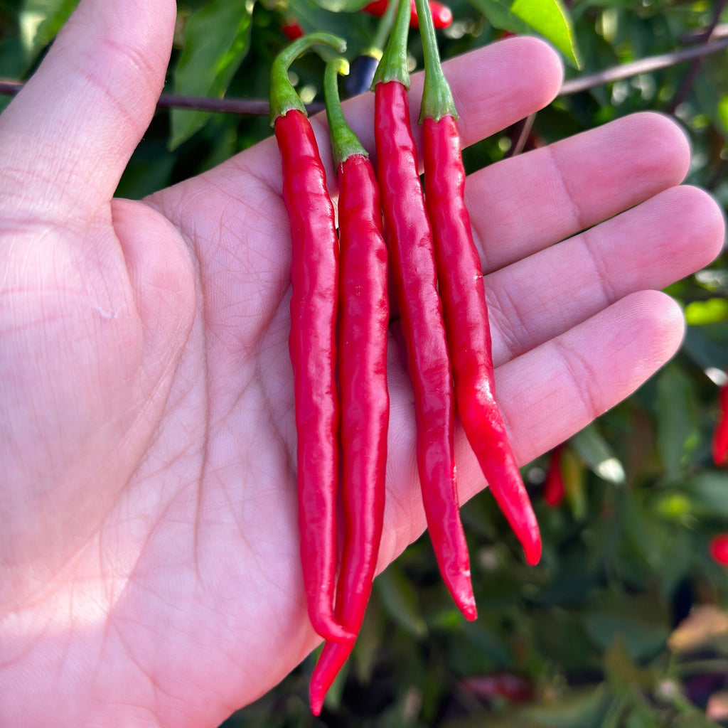 Thai Hot Pepper Seeds -   20+ Hot Pepper Seeds