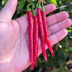 Thai Hot Pepper Seeds -   20+ Hot Pepper Seeds