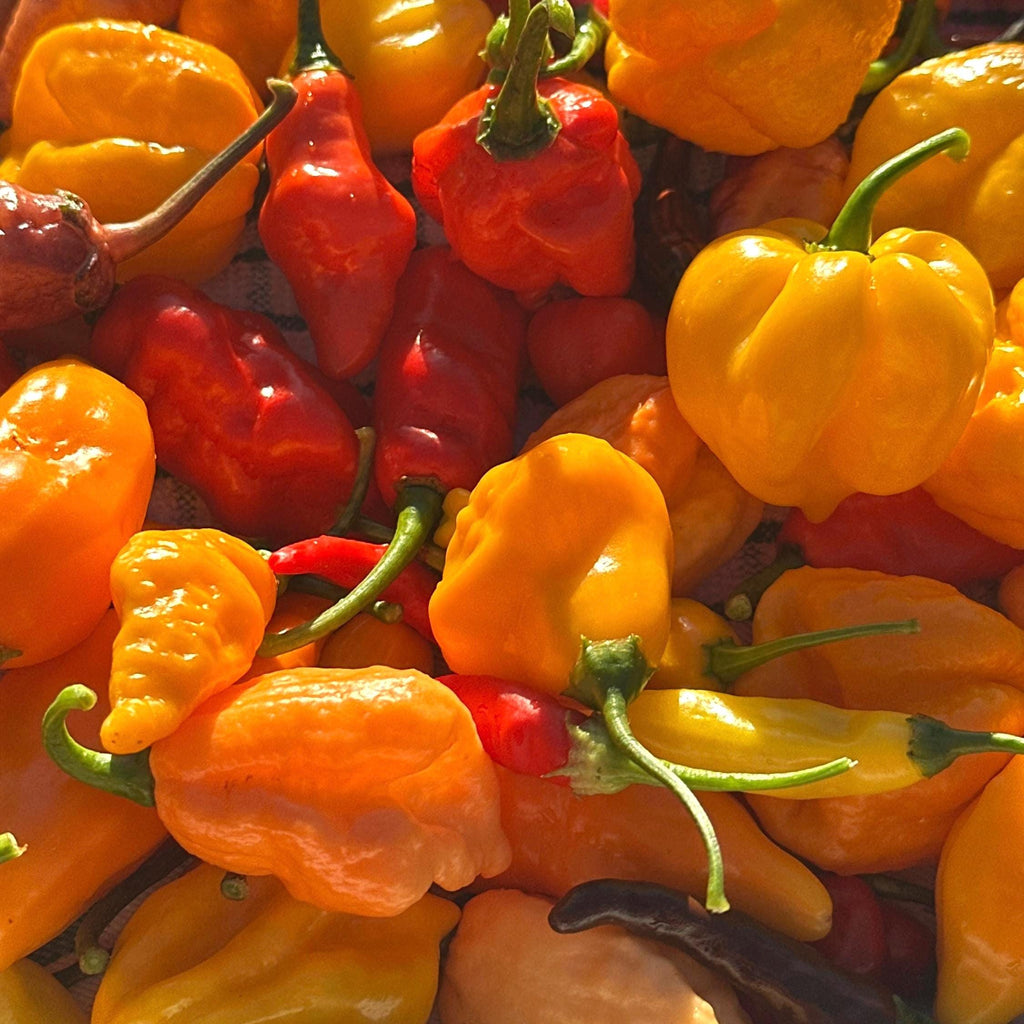 Mixed Rare Pepper Seed Variety Pack Unlabeled Seeds   -  40+ Pepper Seeds