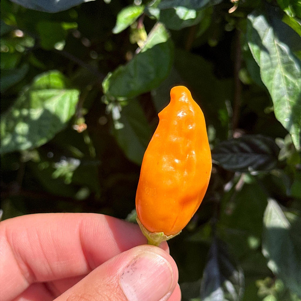Big Inca Orange Drop F3 Pepper Seeds -   20+ Pepper Seeds