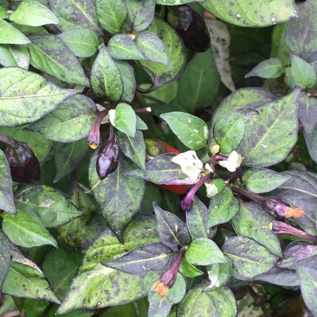 Variegated Jigsaw Pepper Seeds -   20+ Pepper Seeds