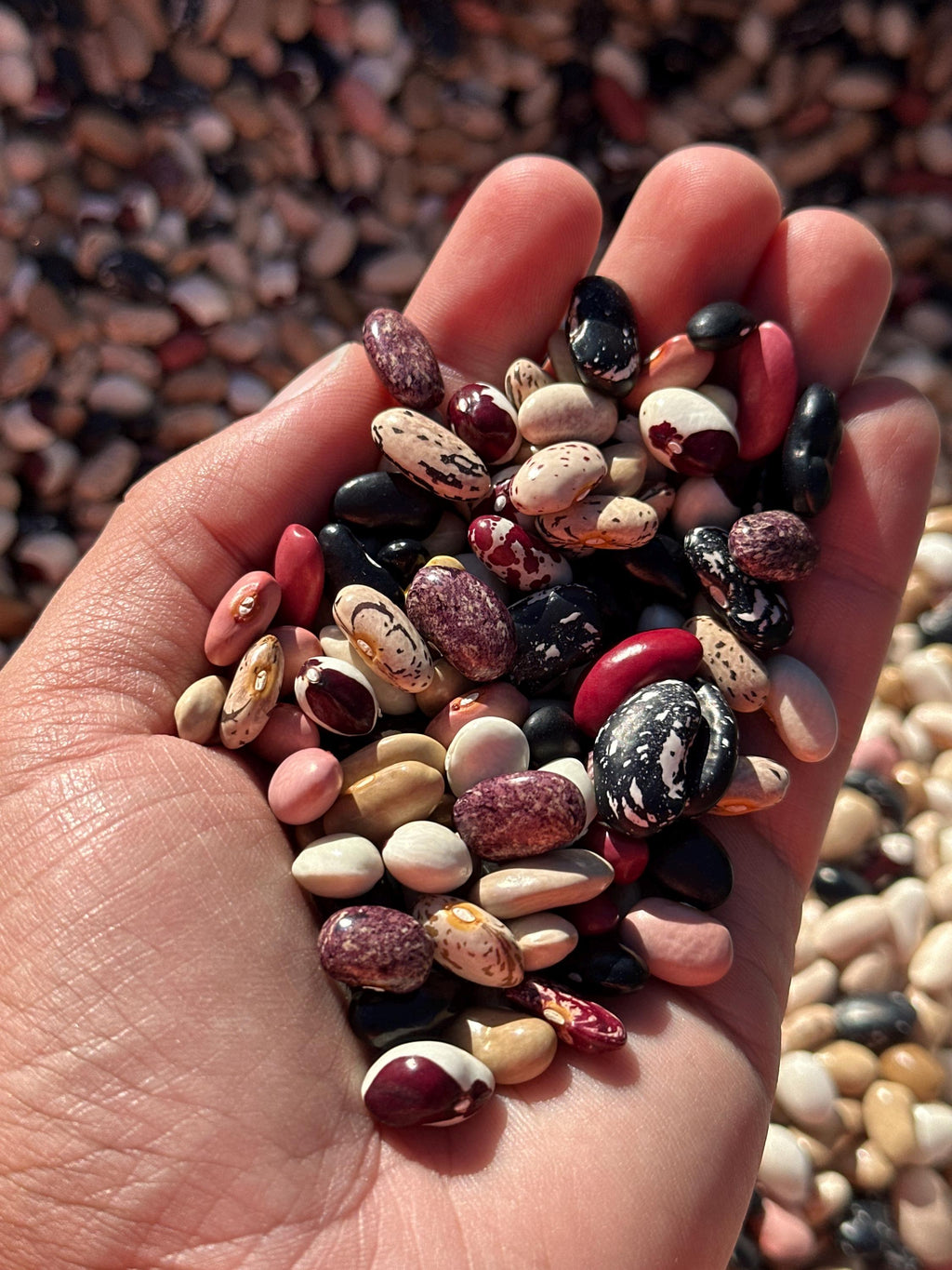 Dry Pole Bean Seeds- Mikes colorful mix, Pole bean Assortment- 25 + Seeds
