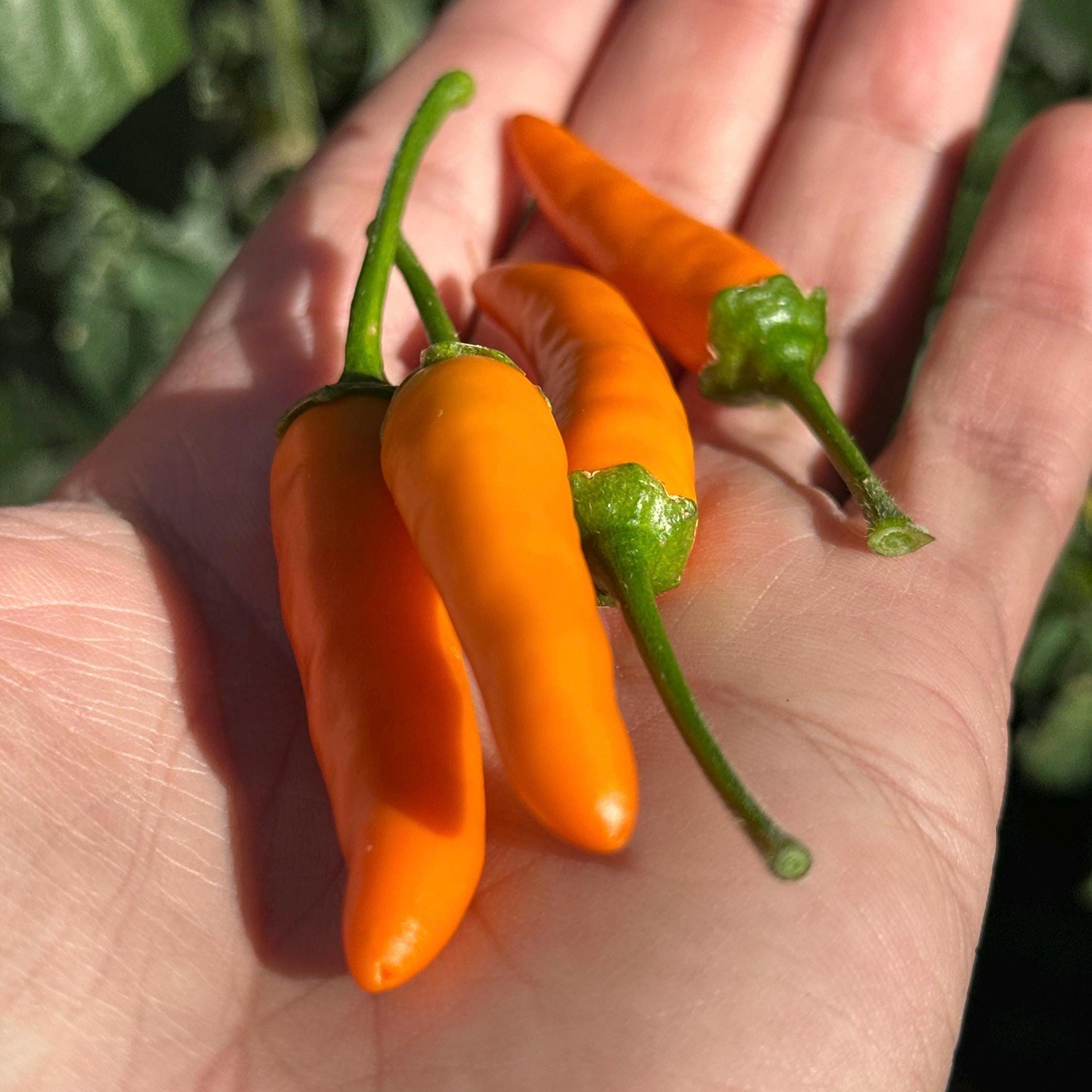 Jeracuaro Orange Pepper Seeds - 20+ Hot Pepper Seeds