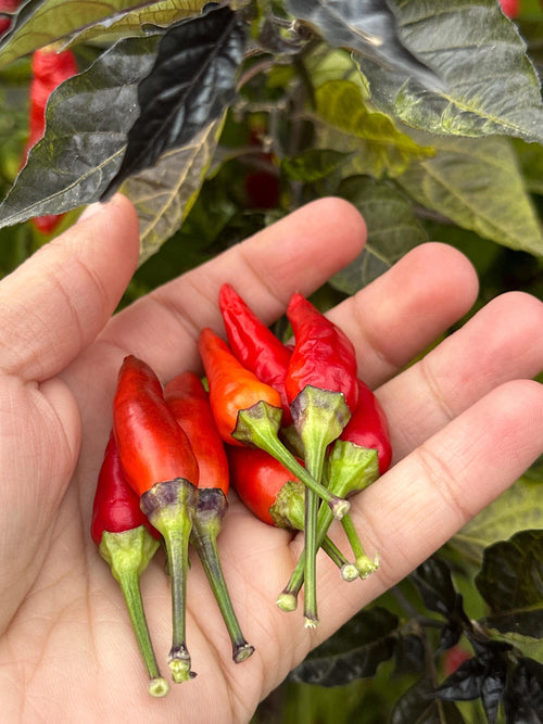 Tabasco Specialty Cross Pepper Seeds  -  20+ Pepper Seeds