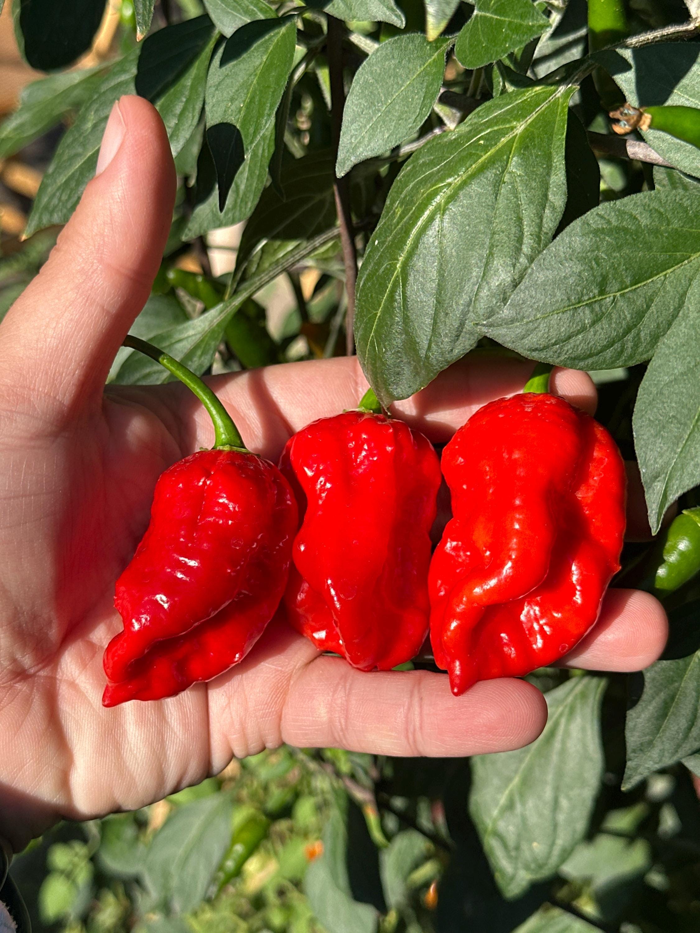Jamaican Habanero Cross F3 Pepper Seeds - 20+ Hot Seeds