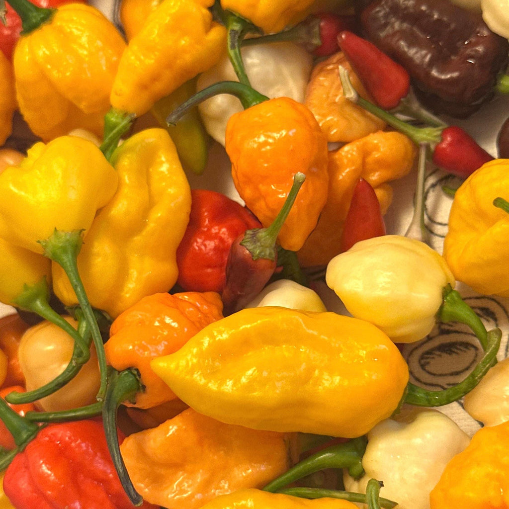 Mixed Rare Pepper Seed Variety Pack Unlabeled Seeds   -  40+ Pepper Seeds