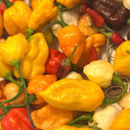 Mixed Rare Pepper Seed Variety Pack Unlabeled Seeds   -  40+ Pepper Seeds