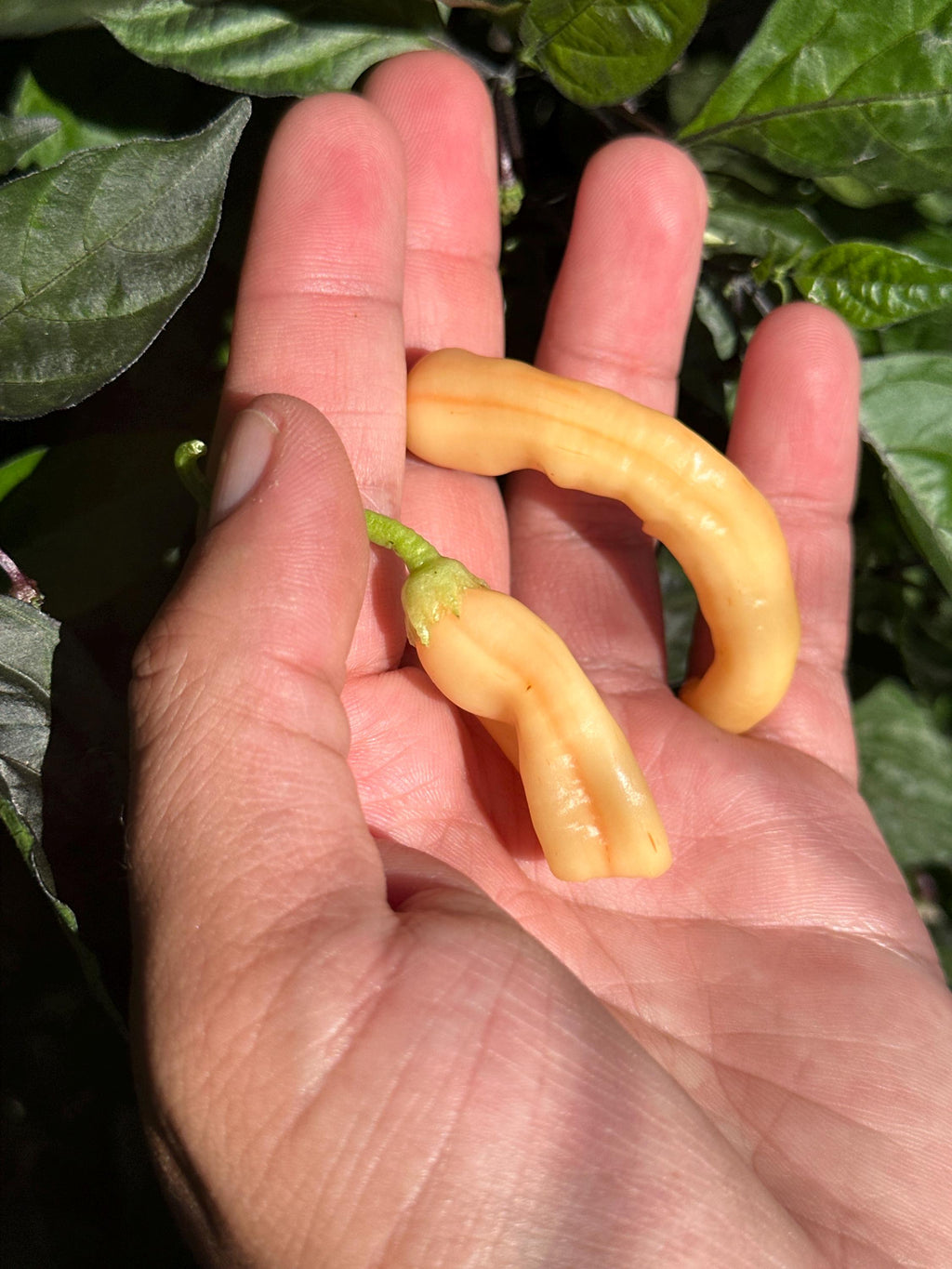 Long Peach Baccatum Pepper Seeds - 20+ Open Pollinated Seeds