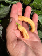 Long Peach Baccatum Pepper Seeds - 20+ Open Pollinated Seeds