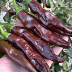 Mike's Mystery Chocolate Pepper Seeds - Hot & Spicy (20+ Seeds)