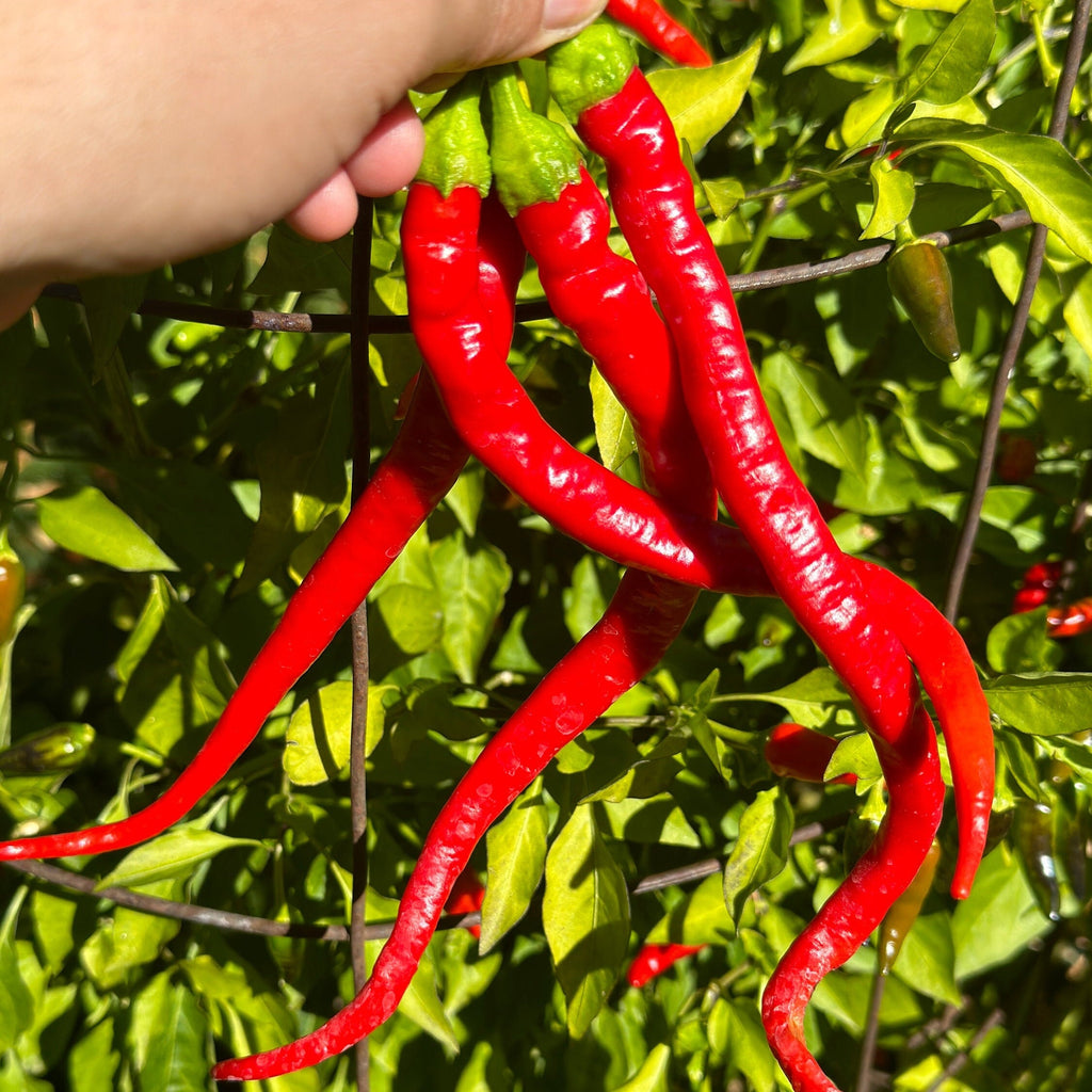 Corbaci Pepper Seeds – Turkish Sword, Sweet & Crunchy (20+ Seeds)