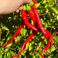 Corbaci Pepper Seeds – Turkish Sword, Sweet & Crunchy (20+ Seeds)