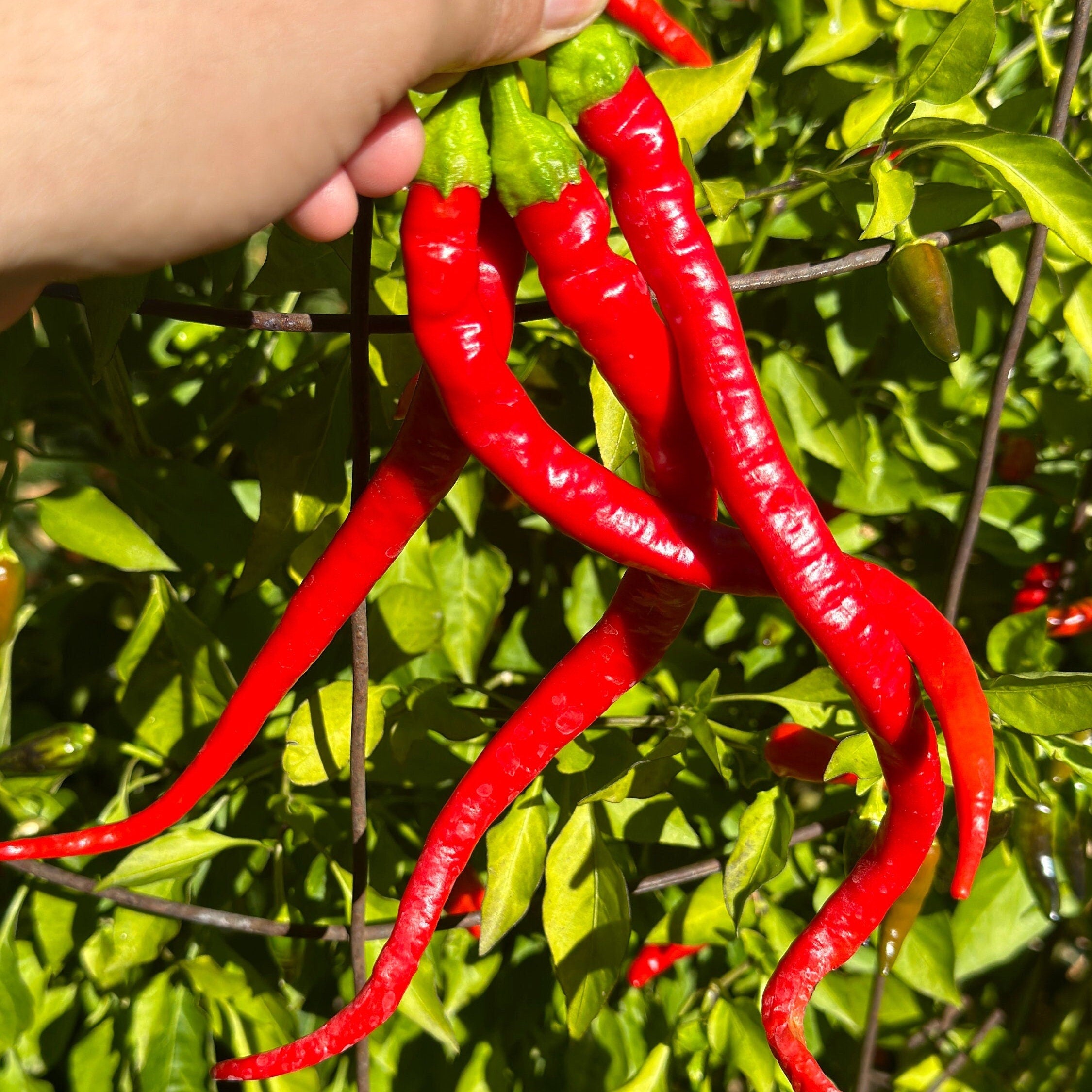 Corbaci Pepper Seeds – Turkish Sword, Sweet & Crunchy (20+ Seeds)