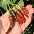 Mixed Variegated Pepper Seed Variety Pack Unlabeled Seeds - 25+  Rare Pepper Seeds