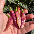 Amethyst Fire Pepper Seeds  -  20+ Pepper Seeds