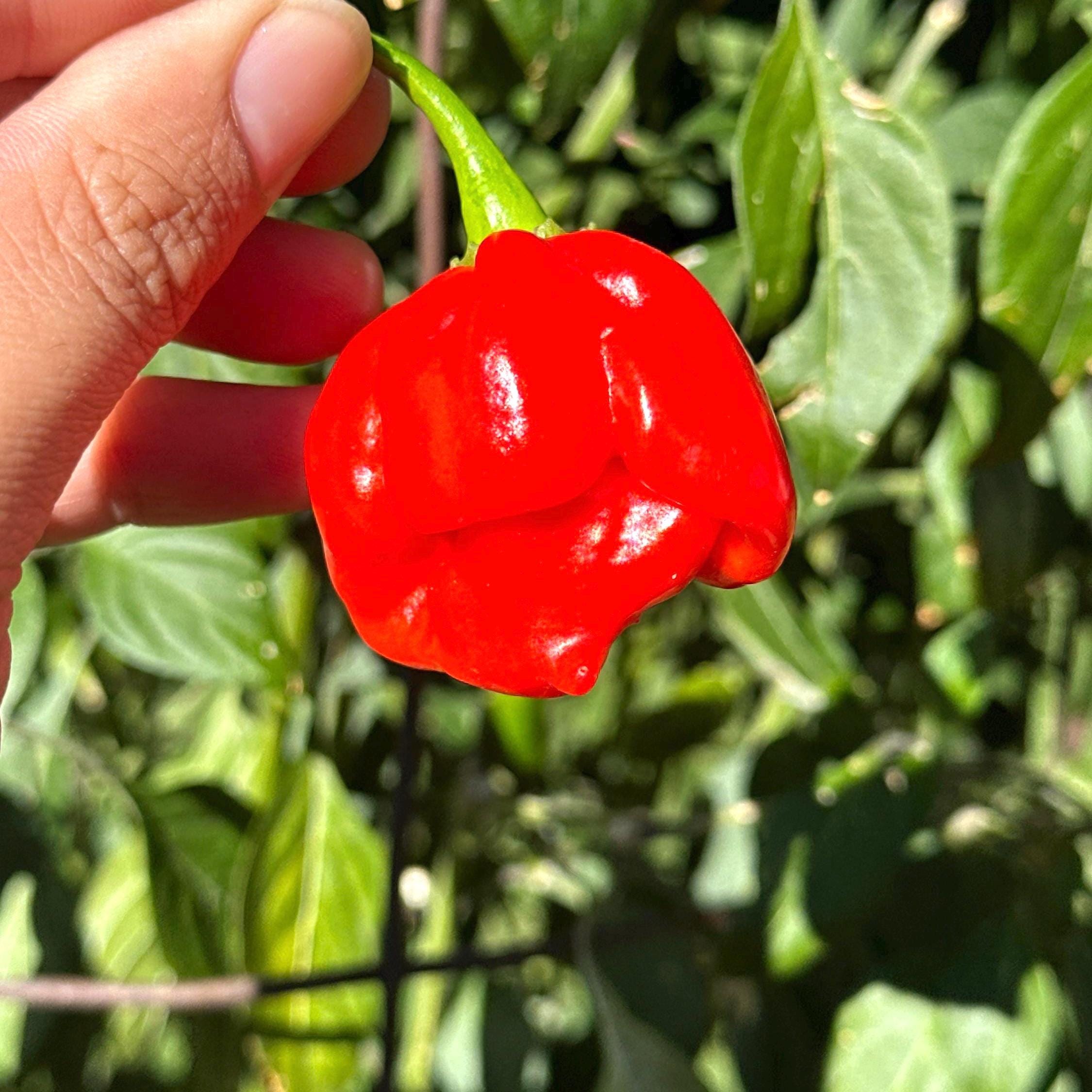 Reaper Smooth F2 Pepper Seeds - (20+ Super Hot Pepper Seeds