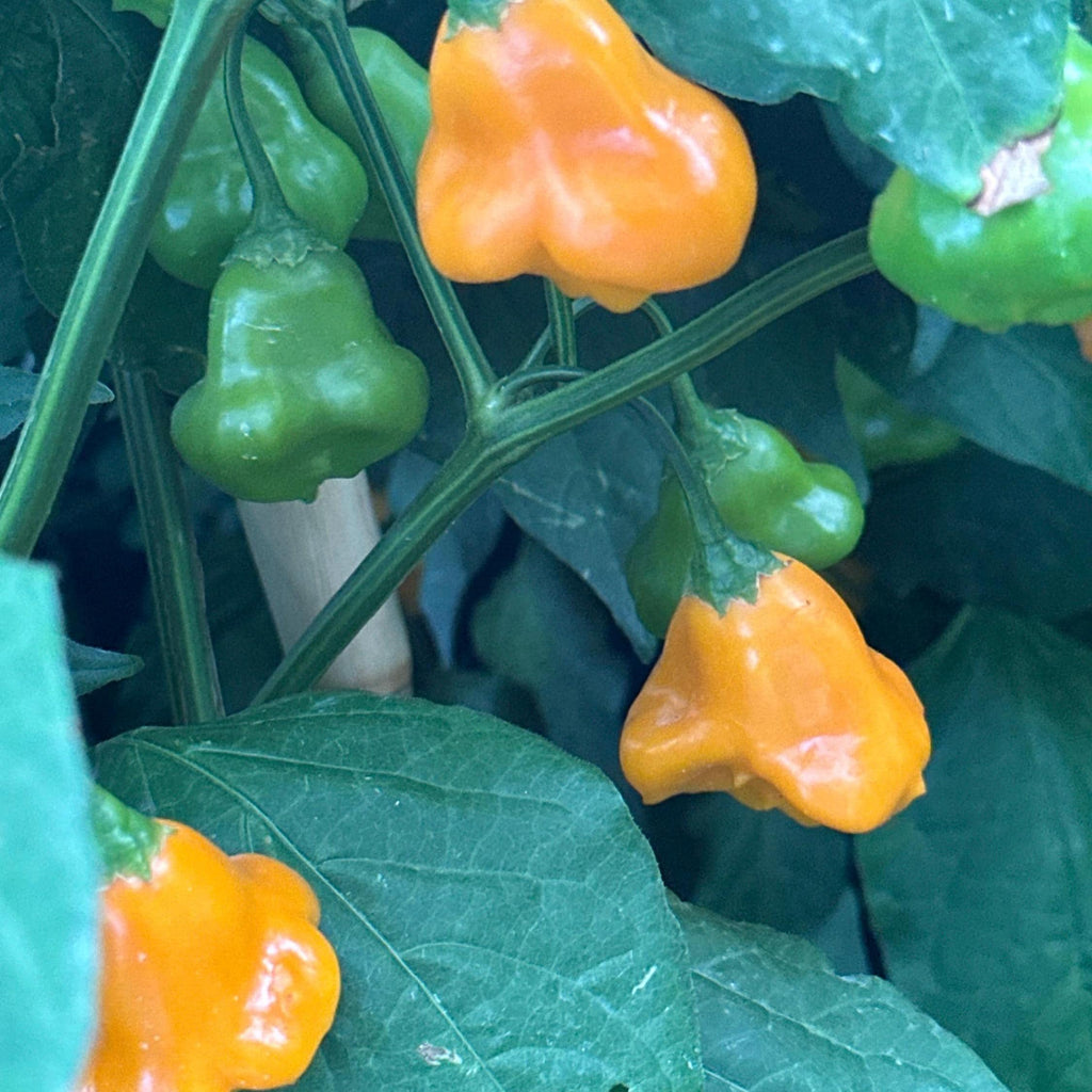 Aji Fantasy Orange -   20+ Pepper Seeds